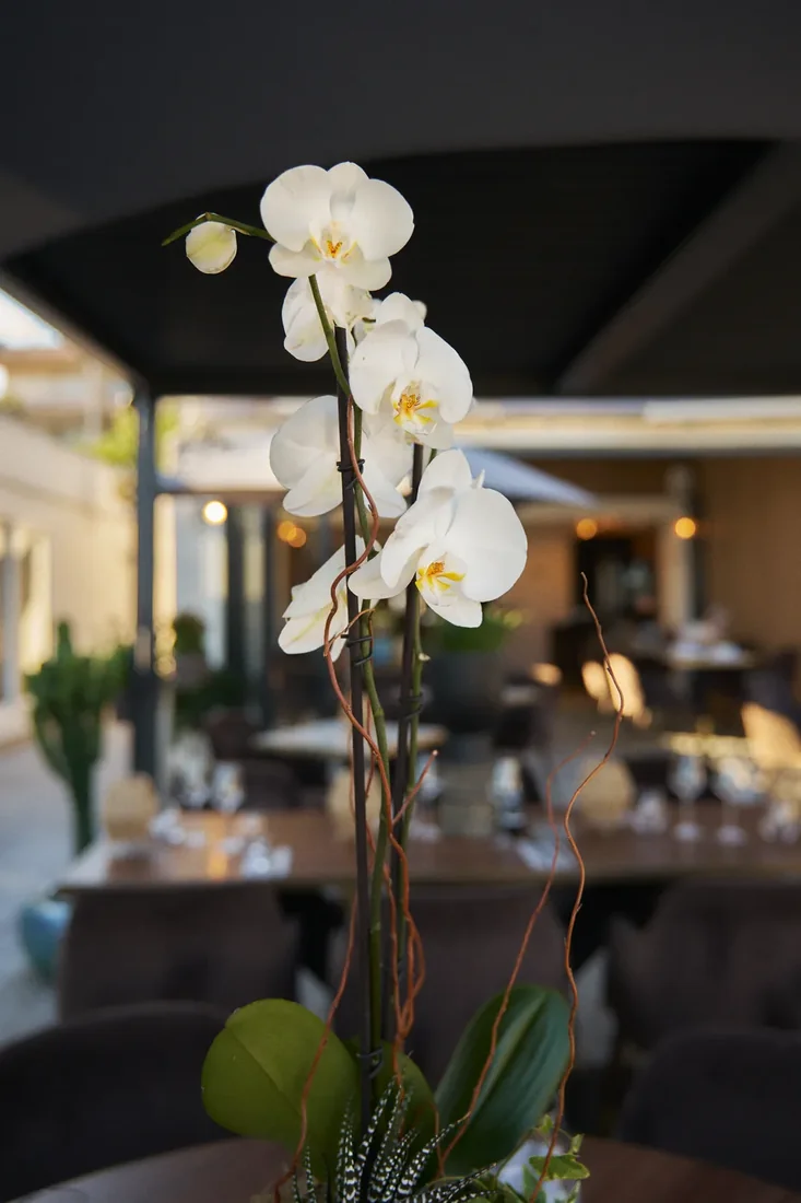 La salle dressée le soir, orchidée blanche au premier plan